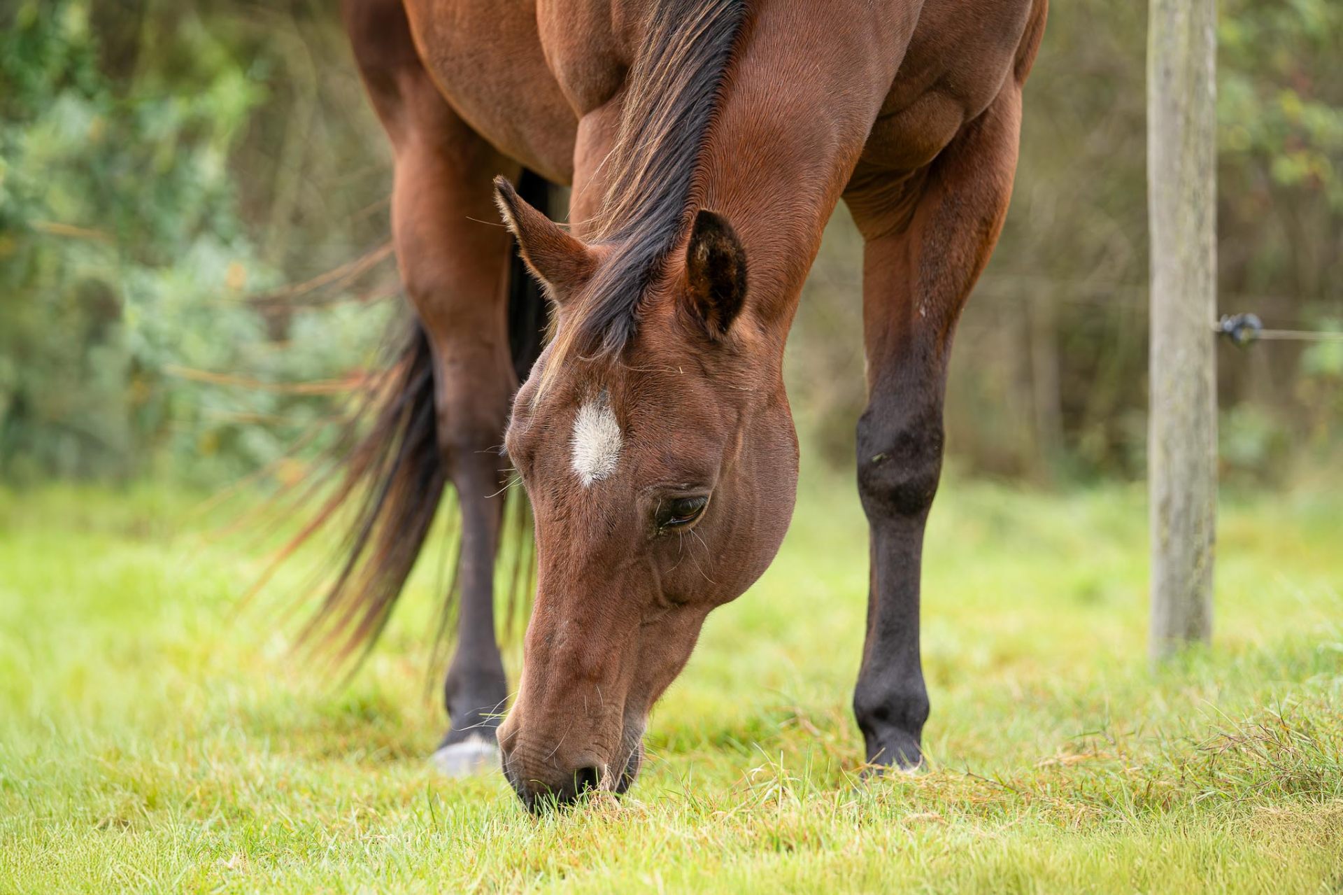 Paard dat rustig graast in de wei